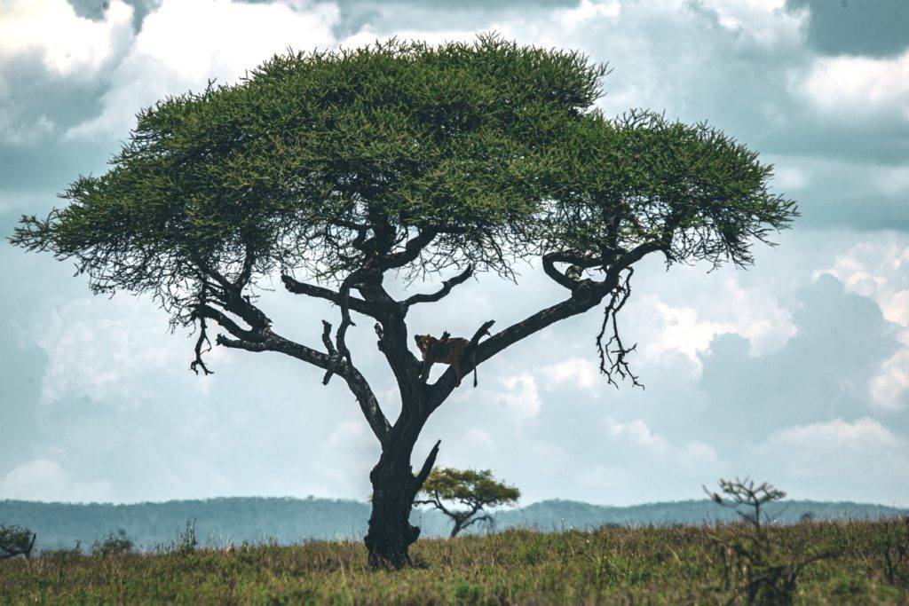 Where is Serengeti Plain Located